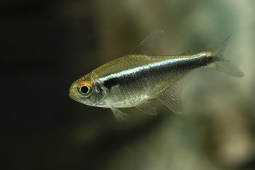 Aquarium fish Black Neon Tetra.