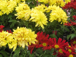 Yellow and Red flowers