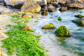 Green algae on the sea shore and stones