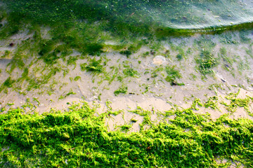 Green algae on the sea shore