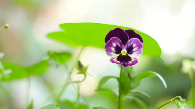 Viola tricolor hort, Viola tricolor var, viola cornuta, Wittrockiana.