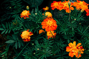 Bush of bright marigolds in dark tones