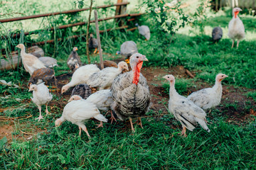 Turkey with a brood of chickens grazing on a green meadow.