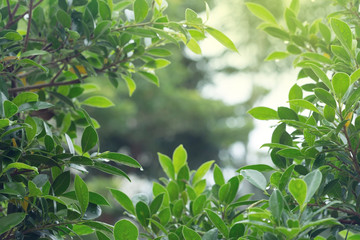 Fototapeta premium rain drop water on leaf tree with green light bokeh in nature background