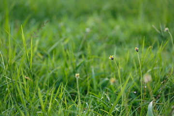 green grass flower field