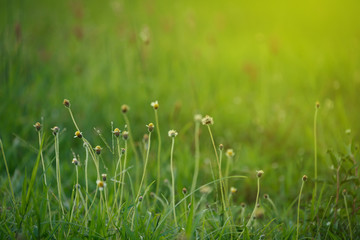 green grass flower field
