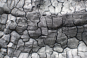 Burnt wood texture. Charred board.