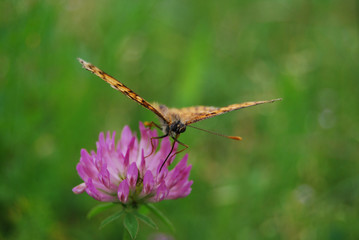 FARFALLA E INSETTO SUI FIORI