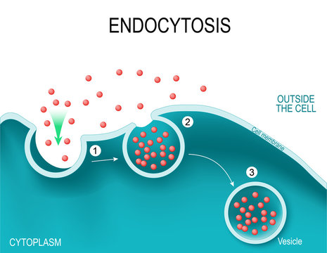 Endocytosis.