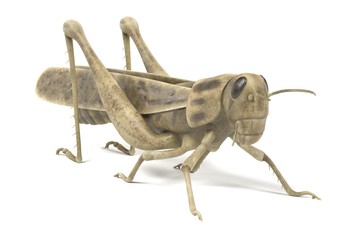 realistic 3d render of grasshopper