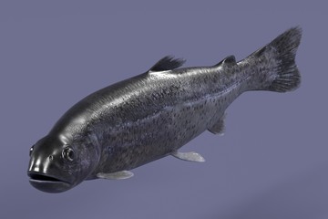 realistic 3d render of trout