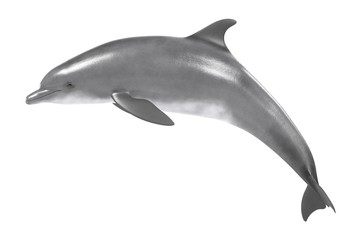 realistic 3d render of bottlenose dolphin © bescec
