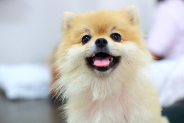 pomeranian dog cute happy smile