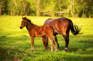 Fototapeta premium Mother horse with her foal grazing on a spring green pasture against a background of green forest in the setting sun