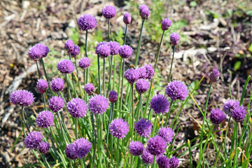 Ciboulette bleue en fleurs au jardin au printemps
