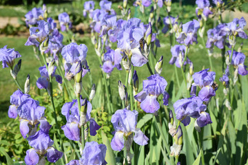 Iris bleu ciel au printemps au jardin