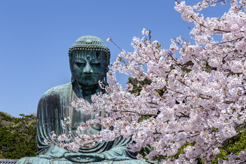 The Great Buddha in Kamakura Japan. The foreground is cherry blossoms. Located in Kamakura,...