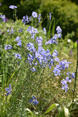 Lin pérenne à fleurs bleues au printemps
