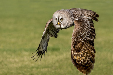 Great Grey Owl in Flight