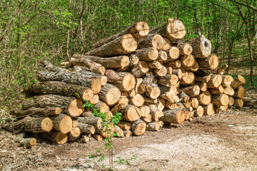 Heap of firewood in a forest, stacks of woodpile