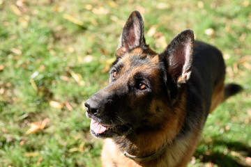 German shepherd