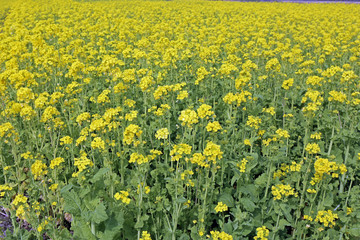 Obraz premium 菜の花畑