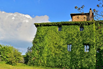 casa completamente ricoperta da edera verde