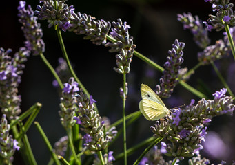 A butterfly resting in a field of wildflowers 