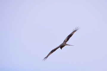 Flying black kite - Milvus migrans. It is called "Tobi" in Japan.
