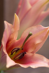 Oriental Lily