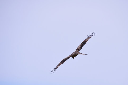 Flying black kite - Milvus migrans. It is called "Tobi" in Japan.
