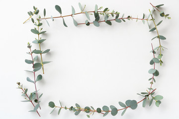 Frame of Beautiful eucalyptus leaves on white backgroundユーカリのフレーム
