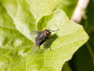 a black big fly with big brown eyes clear crisp sharp close up macro of insect outside resting on a leaf in the late afternoon spring summer heat and light forest