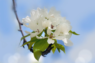 Obraz premium Apple blossoms