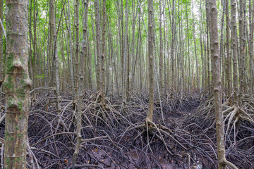 root of Mangrove forest after tide