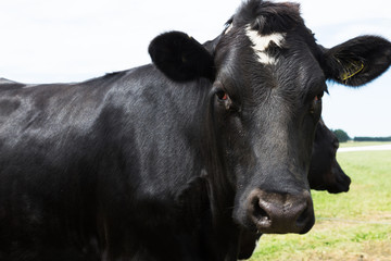 cow on pasture in sunny day