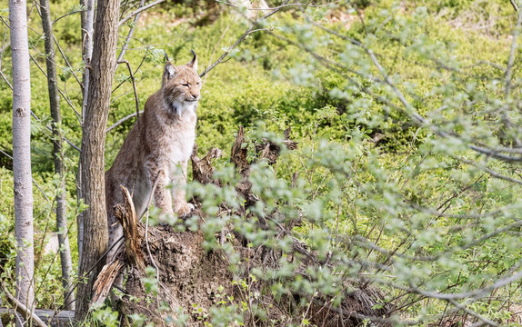 Euroasian lynx in the park in eastern germany, european wild cats, animals in european forests, lynx lynx
