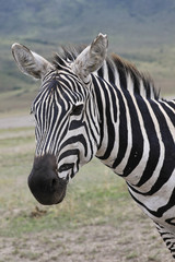 Fototapeta na wymiar A close up of a zebra in Tanzania Africa