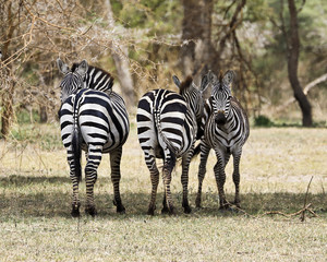 Zebras coming and going in Tanzania Africa.