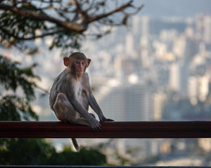 monkey - 150566993
