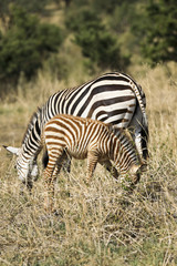 Fototapeta na wymiar Baby zebras are born with brown and white stripes. As thkey grow, thkeir stripes turn to black and white.