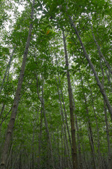 Obraz premium look on top of tree in forest