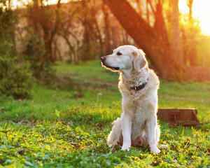Adorable golden retriever dog sitting on spring green grass in park.  Adventures pets travel concept solar bright effect.