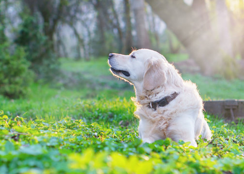 Adorable golden retriever dog sitting on spring green grass in park.  Adventures pets travel concept solar bright effect.