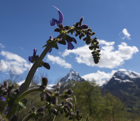 Wiesensalbei - Salvia pratensis
