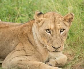 Obraz na płótnie Canvas Lioness watch