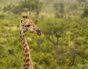 Giraffe in focus