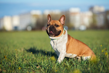 french bulldog dog walking outdoors in summer