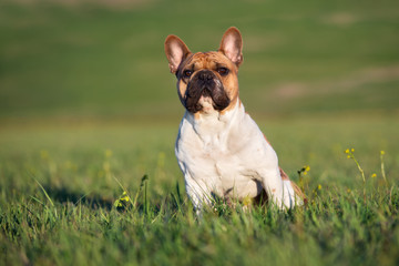 french bulldog dog sitting outdoors in summer