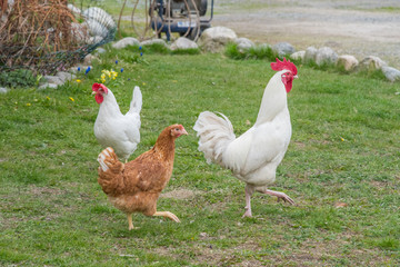 Höns